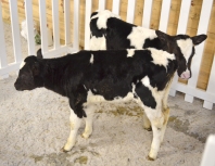 Calves just a few weeks old.